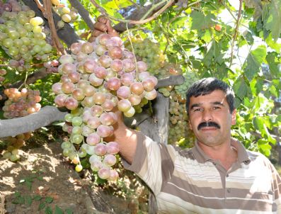 Salkımı 5 Kilo Gelen Üzüm Mercek Altında
