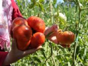 Sivas'ta Yetişen 1 Kilo 440 Gramlık Domates Şaşırttı