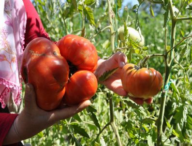 Sivas'ta Yetişen 1 Kilo 440 Gramlık Domates Şaşırttı