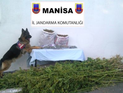 Akhisar ve Saruhanlı'da Uyuşturucu Madde Operasyonu