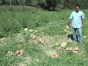 Bu sefer ayılar karpuz tarlasına saldırdı