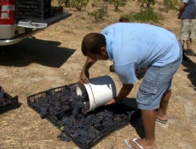 KANYAK - Çanakkale'nin Erenköy Beldesinde Bağ Bozumu Başladı