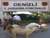 Hayvan Hırsızlığına 1 Tutuklama