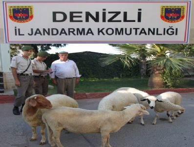 Hayvan Hırsızlığına 1 Tutuklama