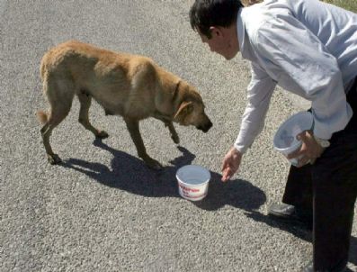 Afyonkarahisar`da Sokak Hayvanlarına Yönelik Çalışmalar