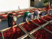 Ceylanpınar İsotu İşlenmeye Başladı