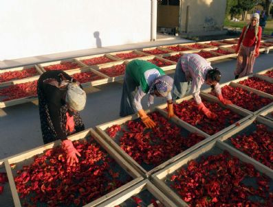 ÖZERK ÖZCAN - Ceylanpınar İsotu İşlenmeye Başladı