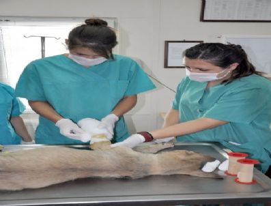 VALENTINE - Hayvan Barınağı, Avrupalı Öğrencilere Staj Merkezi Oldu