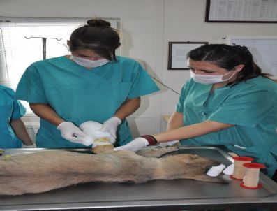 Osmangazi Hayvan Barınağı Ab`nin Eğitim Adresi Oldu