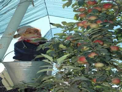 (özel Haber) İrak, İran ve Suriye`nin Elması Karaman`dan