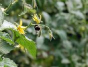 Simav’da Seralarda Hormon Yerine Bombus Arısı Kullanılıyor