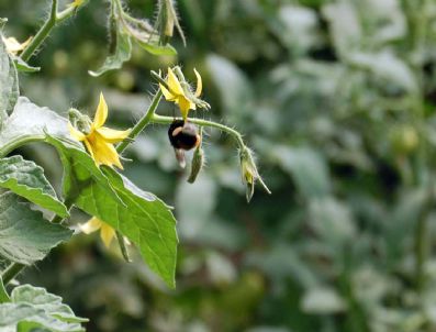 Simav’da Seralarda Hormon Yerine Bombus Arısı Kullanılıyor