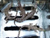 Van`da satılık timsah