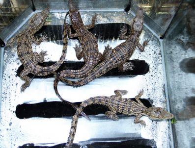 Van`da satılık timsah