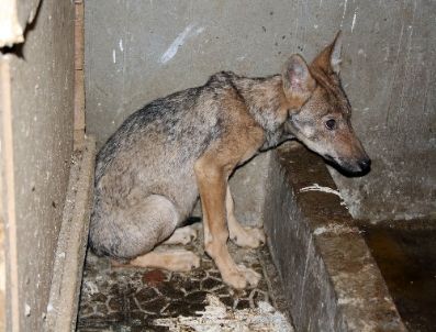 UTAH - Öksüz Kalan Yavru Kurtlara, Kaü ve Kuzey Doğa Derneği Sahip Çıktı