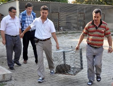 Su Maymunu Bilimsel Araştırma İçin Kırıkkale’ye Götürüldü