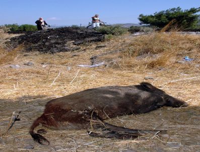 ŞEKERPıNAR - Çanakkale'de Aç Kalan Domuzlar İl Merkezine İndi