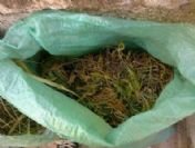 İzmir`de 15 Kilo Kubar Esrar ve 70 Kök Hint Keneviri Ele Geçirildi