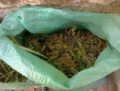 İzmir`de 15 Kilo Kubar Esrar ve 70 Kök Hint Keneviri Ele Geçirildi