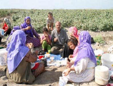 Okul Yerine Tarlaya Gittiler