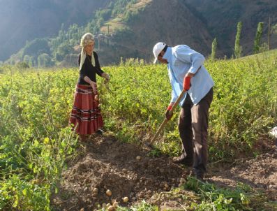 Patates Hasatı Başladı