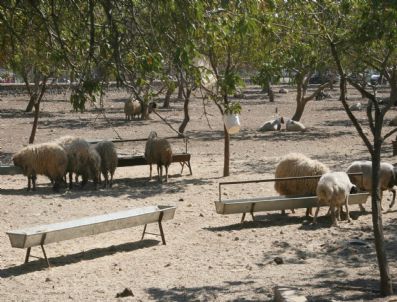 ÇALKAYA - Sınırda Kaçak Koyun Yakalandı