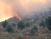 Didim`de Orman Yangını