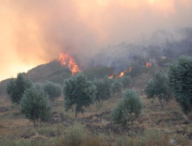 Didim`de Orman Yangını