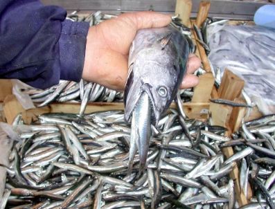 ALI SEZER - Hamsi ve Palamut Balıkçının Yüzünü Güldürdü