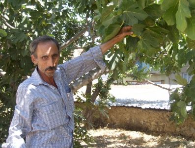 İncirde Rekolte Tavan Yaptı