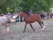 Malatya`da Yetiştirilen Yarış Atları Alıcı Bekliyor