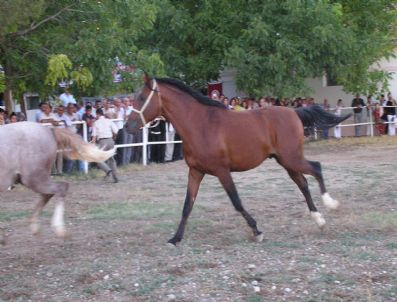 TARıM İŞLETMELERI GENEL MÜDÜRLÜĞÜ - Malatya`da Yetiştirilen Yarış Atları Alıcı Bekliyor