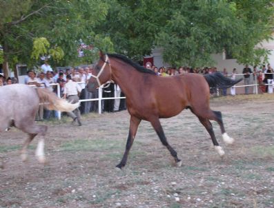Malatya`da Yetiştirilen Yarış Atları Alıcı Bekliyor