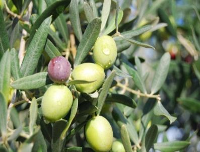 Marmarabirlik, 25 Milyon Dolar İhracat Hedefine Yaklaşıyor