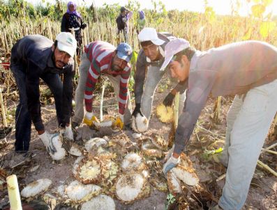 Şanlıurfalı İşçilerin Aksaray`da Ekmek Mücadelesi