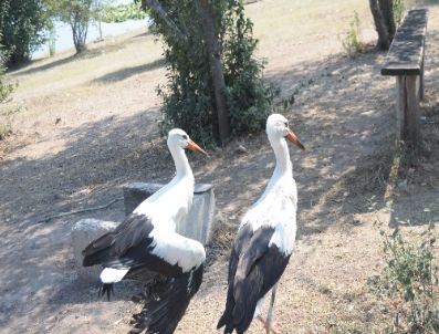 ÇEVRE VE ORMAN İL MÜDÜRLÜĞÜ - Yaralı Halde Bulunan 3 Leylek Koruma Altına Alındı