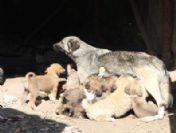 20 Yavru Doğuran Köpek, Şaşırttı