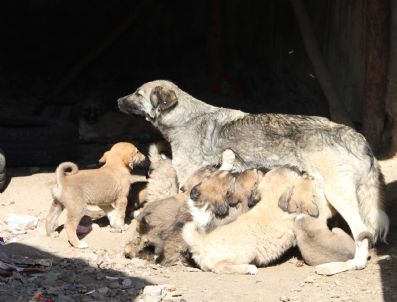 GÖKÇEDERE - 20 Yavru Doğuran Köpek, Şaşırttı