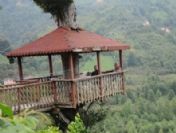 Gürgen ağacının gövdesinde kamelya