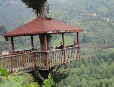 Gürgen ağacının gövdesinde kamelya