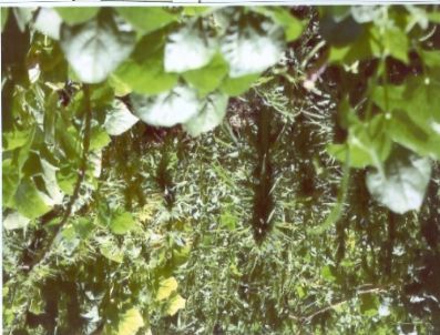 Şirvan`da Kenevir Ele Geçirildi