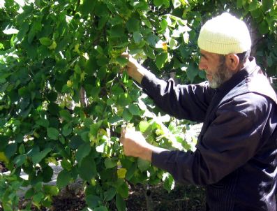 Fındık Gümüşhane’yi Sevdi