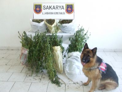 Hazine Arazisine Gizlenen Esrarı, Narkotik Köpeği Adak Buldu