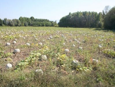 YAŞAR YAZıCı - Kursu Tamamlayan Kabak Yetiştiricileri, Ürünlerini Toplamaya Hazırlanıyor