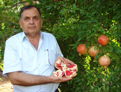 Narda Erken Hasat Fiyatı Düşürüyor