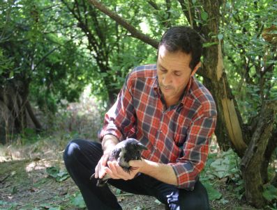 ÇEVRE VE ORMAN İL MÜDÜRLÜĞÜ - (özel Haber) Kanadı Kırık Karga Sahipsiz Kaldı