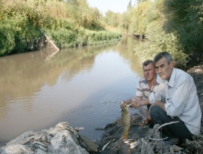 ZAMAN GAZETESI - Zaman'ın Haber Verdiği Bakırçay’daki Balık Ölümleri Araştırılıyor