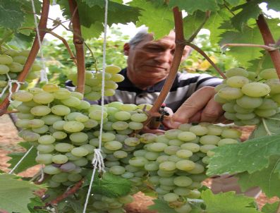 Safranbolu'da Bağ Bozumu Şenlikleri