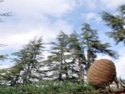 Sedir Kozalağı Orman Köylüsüne Altın Oldu