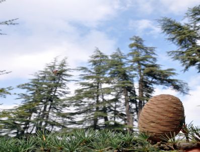 Sedir Kozalağı Orman Köylüsüne Altın Oldu